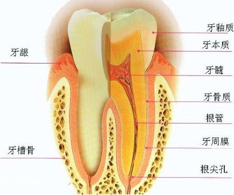 牙齒結(jié)構(gòu)介紹